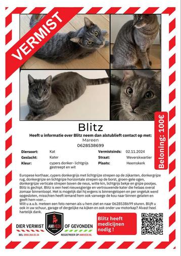 Kat kater Blitz vermist  beschikbaar voor biedingen