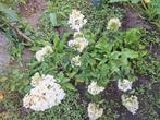 Pluimhortensia, Tuin en Terras, Planten | Tuinplanten, Ophalen, Zomer, Volle zon