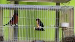 Goudvink Mannen 2025, Dieren en Toebehoren, Mannelijk, Wildzangvogel, Geringd