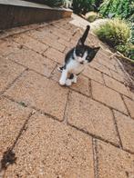 1 zwarte kitten te koop, 2 witte kittens verkocht, Dieren en Toebehoren, Katten en Kittens | Overige Katten, Meerdere dieren, Kortharig