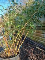 Bamboe in grote kuip, Ophalen, Bloeit niet, Overige soorten, Halfschaduw