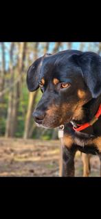 GEZOCHT: VASTE HONDENOPPAS VOOR ZATERDAGEN (12:00 – 02:00), Diensten en Vakmensen, Dieren | Honden | Verzorging, Oppas en Les