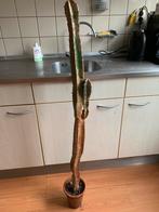 Grote, oude cactus - 130cm, Tuin en Terras, Planten | Tuinplanten, Ophalen of Verzenden