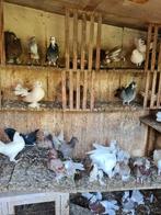 Pauwstaartjes te koop, Dieren en Toebehoren, Meerdere dieren