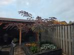 Perzische Slaapboom - Albizia julibrissin ter overname!, Tuin en Terras, Ophalen, Volle zon, Overige soorten