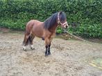 Welsh b pony sectie a, Dieren en Toebehoren, Pony's, Merrie, Onbeleerd, Gechipt, 3 tot 6 jaar