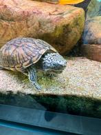 Muskusschildpad Sternotherus minor peltifer, Dieren en Toebehoren, Reptielen en Amfibieën, Schildpad, 3 tot 6 jaar