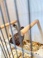 Ruilen chinese dwergkwartel koppel, Dieren en Toebehoren, Vogels | Overige Vogels, Meerdere dieren, Tropenvogel