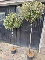 Olijfwilg op stam groenblijvend in diverse maten, Tuin en Terras, Herfst, Halfschaduw, Ophalen of Verzenden, 100 tot 250 cm