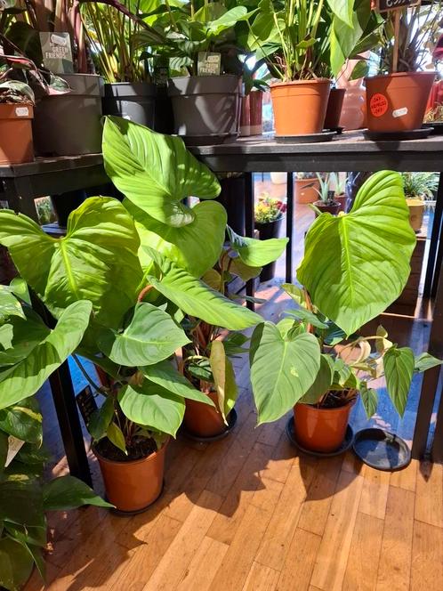 Philodendron Fuzzy Petiole, Huis en Inrichting, Kamerplanten, Overige soorten, Minder dan 100 cm, Groene kamerplant, Halfschaduw