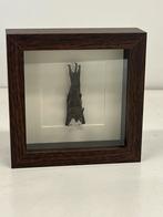 Opgezette vleermuis in lijst 16 x 16 cm, Verzamelen, Dierenverzamelingen, Ophalen of Verzenden, Zo goed als nieuw, Insect, Opgezet dier