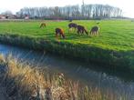 3 alpaca hengsten, Dieren en Toebehoren, Overige Dieren, Juli, Mannelijk