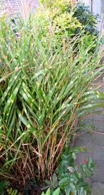 siergras, Ophalen, Vaste plant, Siergrassen, Halfschaduw