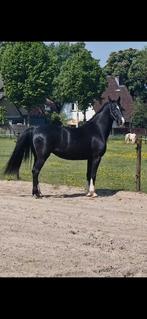 Lieve recreatie merrie (KWPN) zoekt een nieuw thuis, Dieren en Toebehoren, Paarden, Merrie, Gechipt, 160 tot 165 cm, 11 jaar of ouder