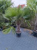 Winterharde palmboom trachycarpus fortunei, Ophalen, Volle zon, Palmboom, 100 tot 250 cm