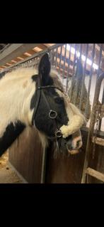 Bitloos hoofdstel maat cob! MET GRATIS PEESBESCHERMERS, Dieren en Toebehoren, Paarden en Pony's | Hoofdstellen en Tuigage, Verzenden