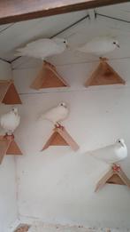 Te huur witte postduiven, Dieren en Toebehoren, Vogels | Duiven