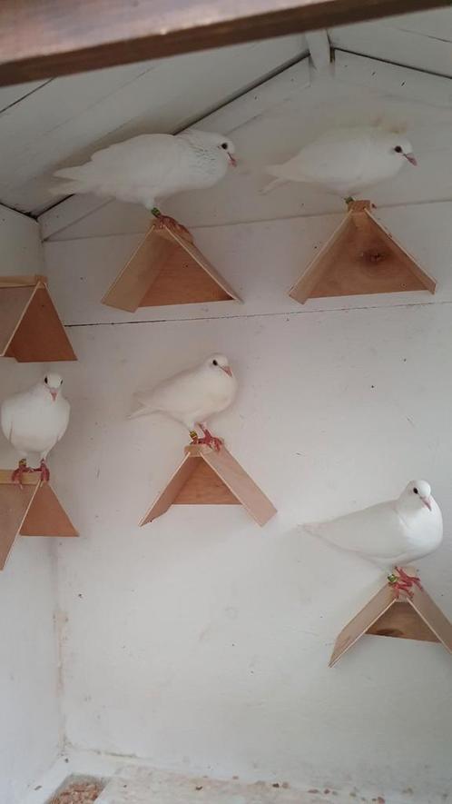 Te huur witte postduiven, Dieren en Toebehoren, Vogels | Duiven