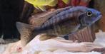 3x cichlide malawi 8cm, Dieren en Toebehoren, Vissen | Aquariumvissen, Zoetwatervis, Vis