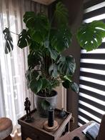 Vingerplant met pot, Huis en Inrichting, Ophalen, Halfschaduw