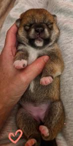 Shiba inu pups met stamboom van geteste ouders., Rabiës (hondsdolheid), Overige rassen, 8 tot 15 weken, Meerdere