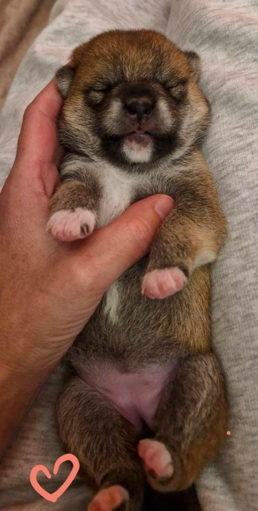 Shiba inu pups met stamboom van geteste ouders., Dieren en Toebehoren, Honden | Poolhonden, Keeshonden en Oertypen, Meerdere dieren