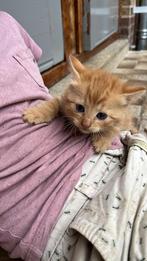 Lieve rode kittens, Dieren en Toebehoren, Katten en Kittens | Overige Katten, Geslacht onbekend