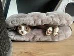 Devon rex poes, Dieren en Toebehoren, Poes, Gechipt, 0 tot 2 jaar