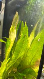 Aquarium slakken 5 stuks (klein), Slak of Weekdier