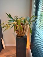 Nog een mooie hertshoorn, Ophalen, Overige soorten, Halfschaduw, Minder dan 100 cm