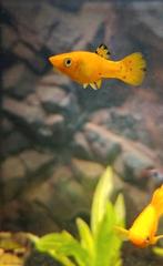 5 goldmollies te koop, Vis