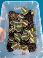 Begonia Cleaopatrae, Ophalen of Verzenden, Overige soorten, Minder dan 100 cm