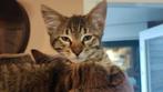 4 Kittens 🩷 3 meisjes en 1 mannetje 🩵, Meerdere dieren, Kortharig, 0 tot 2 jaar