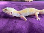 luipaardgekko, Dieren en Toebehoren, Reptielen en Amfibieën, Hagedis, Tam, 0 tot 2 jaar