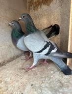 Koppel postduiven 2025, Dieren en Toebehoren, Vogels | Duiven, Meerdere dieren, Postduif