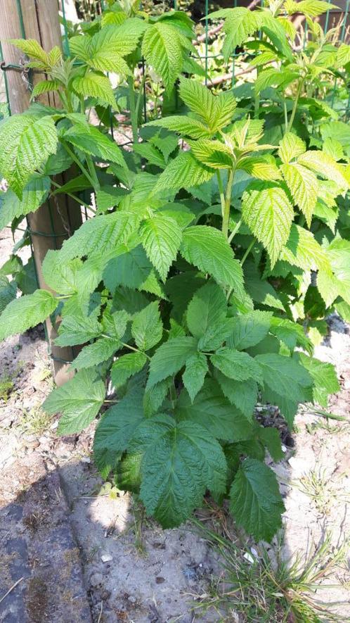 Frambozen planten Autumn Bliss, Tuin en Terras, Planten | Fruitbomen, Overige soorten, Minder dan 100 cm, Zomer, Ophalen