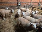 Rammen, Dieren en Toebehoren, Schapen, Geiten en Varkens, Mannelijk, Schaap, 0 tot 2 jaar