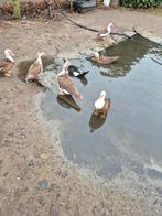 Muskuseenden, Dieren en Toebehoren, Pluimvee, Kip