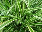 carex morrowi ice dance en Irish green, Tuin en Terras, Halfschaduw, Vaste plant, Siergrassen, Lente