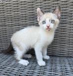Lieve mooie kittens, Meerdere dieren, 0 tot 2 jaar