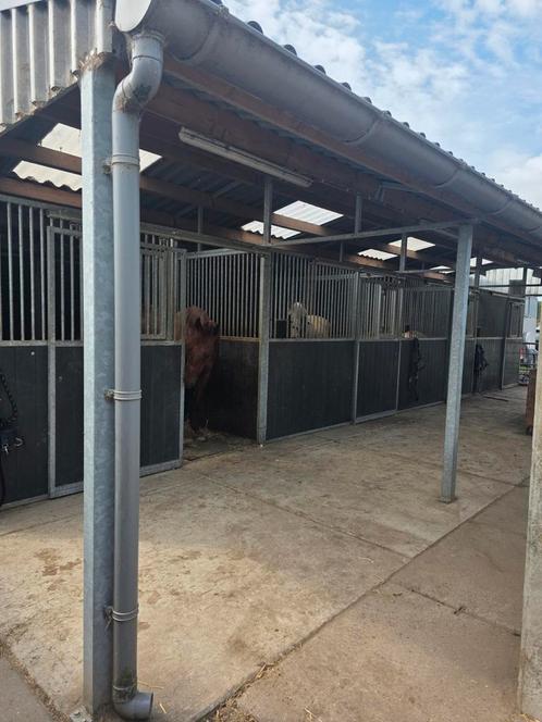 4 nette 2 jaar oude buitenstallen, Dieren en Toebehoren, Stalling en Weidegang