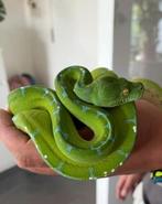 0.1 Femelles morelia viridis sorong, Dieren en Toebehoren, Reptielen en Amfibieën, Slang, 0 tot 2 jaar