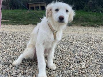 Pup Stella, een lief en zachtaardig meisje beschikbaar voor biedingen