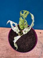 Monstera Adansonii Mint p10 (4)