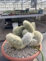 Cactus Cleistocactus Strausii Cristaat potmaat 21cm, Ophalen of Verzenden, Minder dan 100 cm, Bloeiende kamerplant, Volle zon