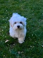 Maltezer puppy, Dieren en Toebehoren, Maltezer, Teef, Eén hond, Nederland