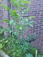 Walnoot plant ca.1,5 m, Bloeit niet, Overige soorten, Minder dan 100 cm, Ophalen