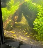 Gele garnalen, Dieren en Toebehoren, Vissen | Aquariumvissen, Kreeft, Krab of Garnaal, Zoetwatervis, Schoolvis