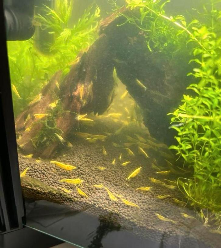 Gele garnalen, Dieren en Toebehoren, Vissen | Aquariumvissen, Zoetwatervis, Kreeft, Krab of Garnaal, Schoolvis