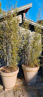 Zwarte Bamboe, Tuin en Terras, Bloeit niet, Overige soorten, 100 tot 250 cm, Ophalen